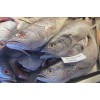 Low Price Landing Ocean Seafoods Frozen Sardine