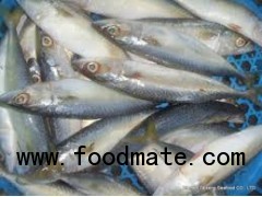 Best Quality Frozen Illex Squid Chinese Seafood for sale