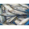 Best Quality Frozen Illex Squid Chinese Seafood for sale