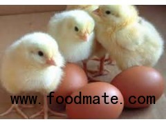 Fresh Fertile Chicken Eggs at cheap prices