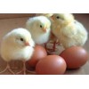 Fresh Fertile Chicken Eggs at cheap prices