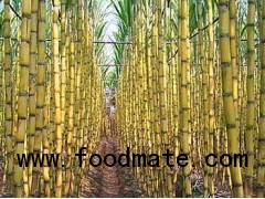 Sugar cane juice concentrate