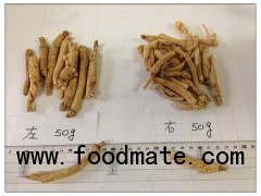 Ginseng root