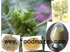 Tribulus terrestris  extract