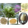 Tribulus terrestris  extract