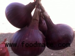 Fresh onions suppliers