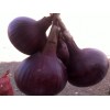 Fresh onions suppliers