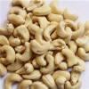 Dried Raw Cashew Nut in Shell