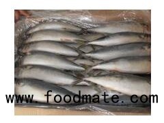 Frozen Mackerel Fish (200-300G/25cm+)