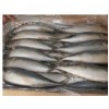 Frozen Mackerel Fish (200-300G/25cm+)