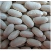 White Kidney Bean(Baishake type)
