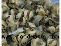 sea shell meat