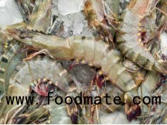 black tiger shrimp