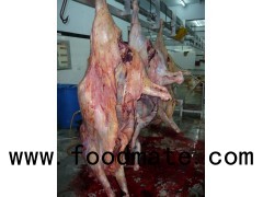 HALAL FROZEN BEEF CARCASS CUT IN 4 QUARTERS