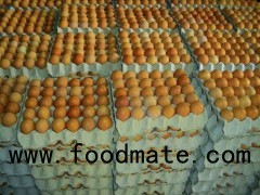 Fresh Table Eggs