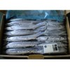 FROZEN PACIFIC SAURY