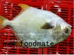 FROZEN GOLDEN POMPANO FISH