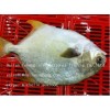 FROZEN GOLDEN POMPANO FISH