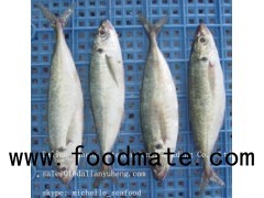 FROZEN HORSE MACKEREL