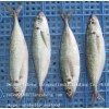 FROZEN HORSE MACKEREL