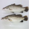 FROZEN BARRAMUNDI