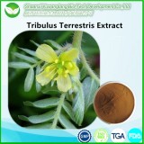 Tribulus Terrestris Extract