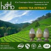 Green tea extract powder