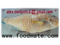 frozen parrotfish wgs, grouper fillet