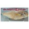 frozen parrotfish wgs, grouper fillet