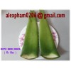 fresh aloe vera leaves, graviola soursop leaf, betel leaf