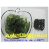 fresh caulerpa lentilliferpa, sea grapes seaweed, umibudo