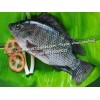 Offer China Frozen Black Tilapia Fish (Oreochromis Niloticus) for sale