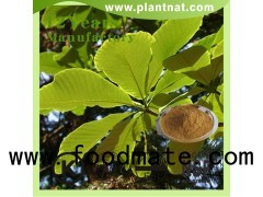 Magnolia Bark Extract,cin Magnolia Bark Extract