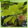 Magnolia Bark Extract,cin Magnolia Bark Extract