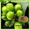 Green coffee bean extract