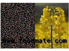 canola oil seeds with Canada standard