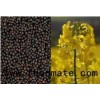 canola oil seeds with Canada standard