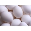 White Shell Egg