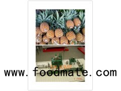 pineapple processing plant