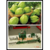 guava processing plant
