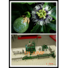 passionflower processing plant