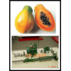 papaya processing plant