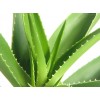 Aloe vera Extract Barbaloin