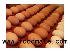 Fresh Chicken Table Eggs White & Brown