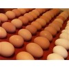 Fresh Chicken Table Eggs White & Brown
