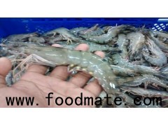 Fresh Tiger Shrimps