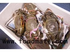 Mud Crabs (Green) Live Or Fresh