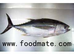 YellowFin Tuna