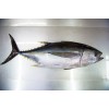 YellowFin Tuna