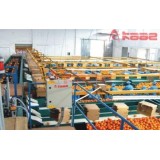 Photoelectrical Fruits And Vegetable Weight/size/color Grading Machine